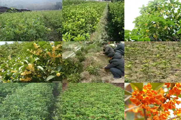 桂花树成活率高不高的原因1683682223536