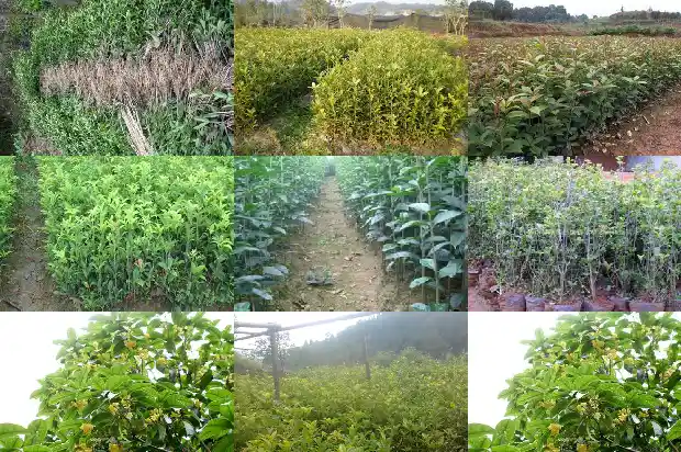 桂花什么时候移栽换盆好1683682233220