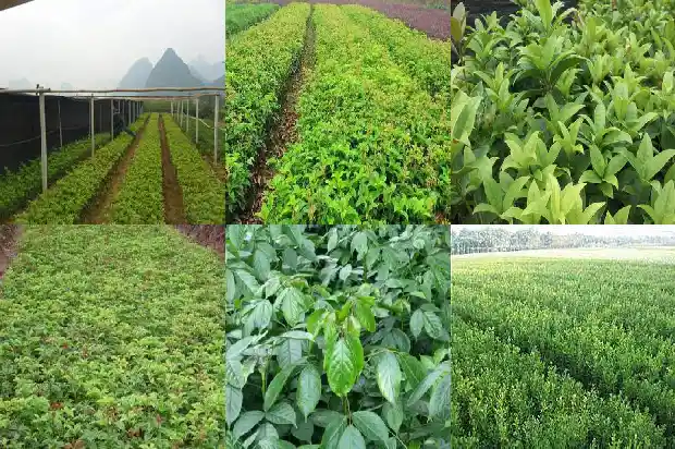 什么时候买桂花树好活1683682245180