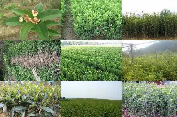 乌龙桂花茶的好处1689381681706