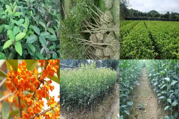 桂花树什么季节栽最好活1683682253007