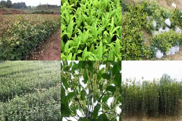 桂花树怎么种植成活率高一点呢1683682262731