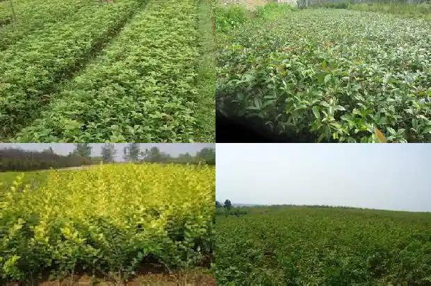 桂花树怎么种植成活率高一点呢1683682262779