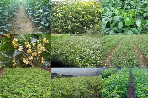 桂花树怎么种植成活率高一点呢1683682262827