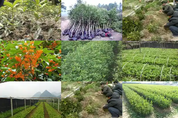 刚买的盆栽桂花树怎么增加成活率呢1683682272930