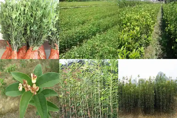 刚买的盆栽桂花树怎么增加成活率呢1683682272978