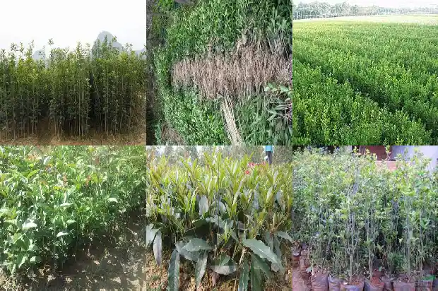 桂花怎么盆栽成活率高又好养1683682285145