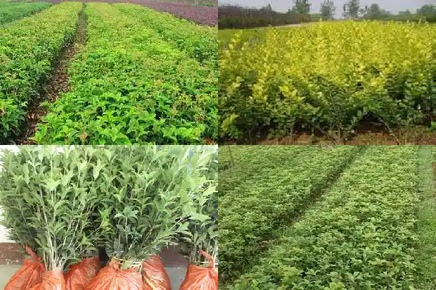 桂花怎么盆栽成活率高又好养1683682285193