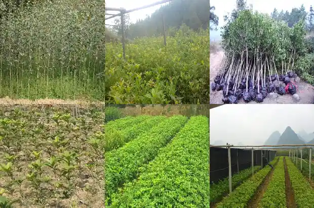 桂花怎么盆栽成活率高又好养1683682285240