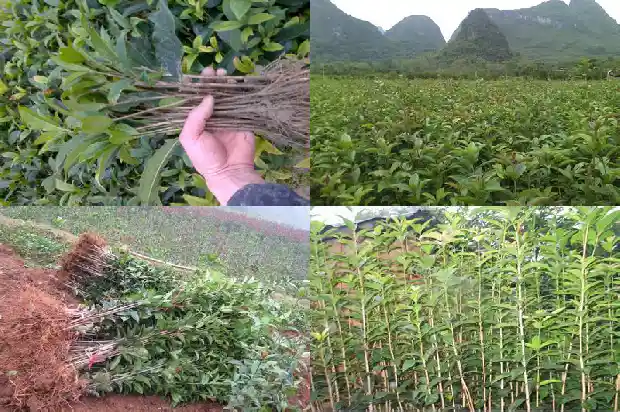 桂花树身有绿霉是什么原因1688349012820
