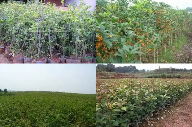 桂花怎样移栽好活1683682297122