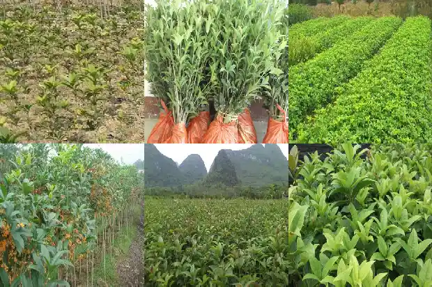 桂花怎样移栽好活1683682297170