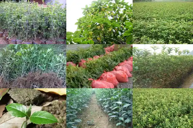 桂花怎样移栽好活1683682297218