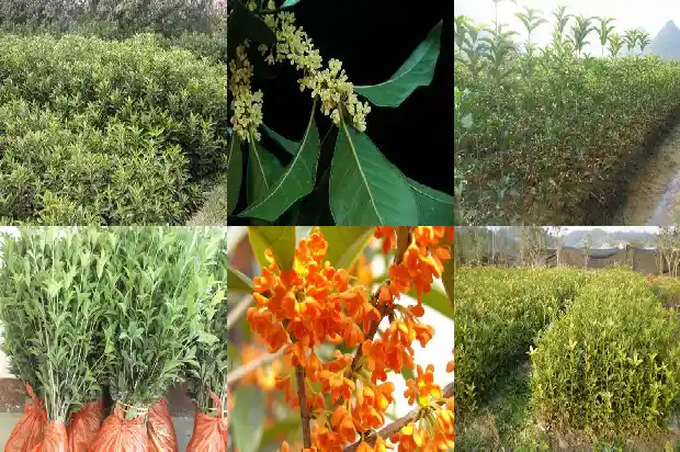 十二年的桂花树什么价格能砍伐好呢1690763809408