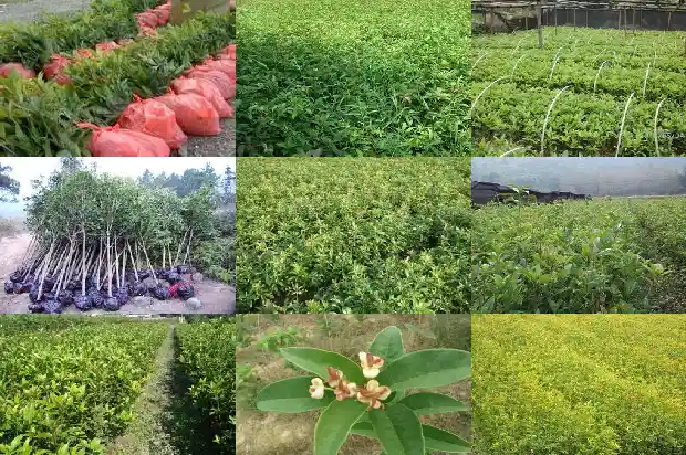 桂花茶上火还是下火1689467789049