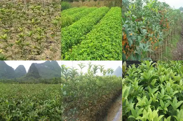 桂花树怎么种植?1683682309129