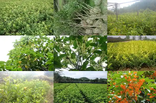 桂花树苗怎么养才长得好1683682316818