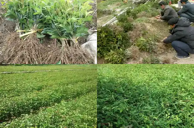 桂花树苗怎么养才长得好1683682316866