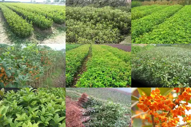 桂花树苗大的好活还是小的好活呀1683682328972
