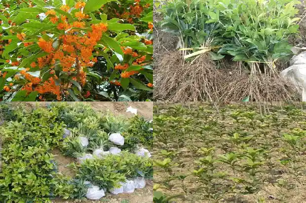 北方种什么桂花树好活1683682338791
