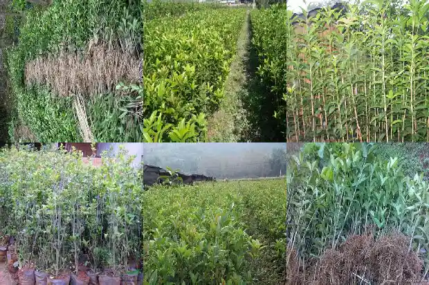 桂花树苗什么时候买容易成活呢1683682346535