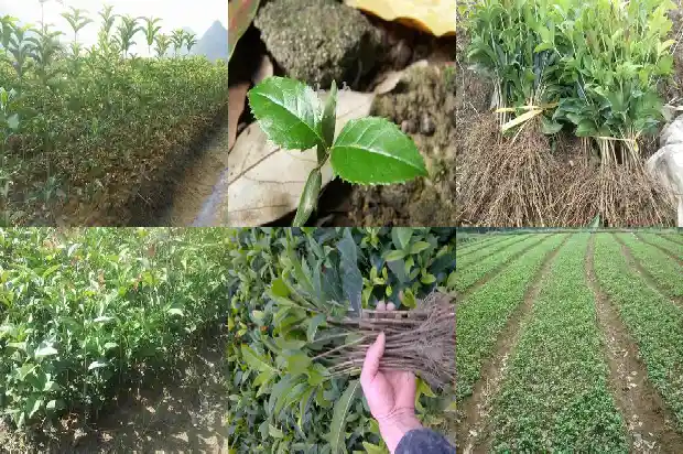 桂花树苗什么时候买容易成活呢1683682346583