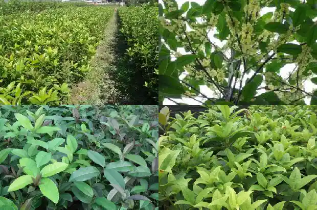 桂花树买几年苗最好1683682356408
