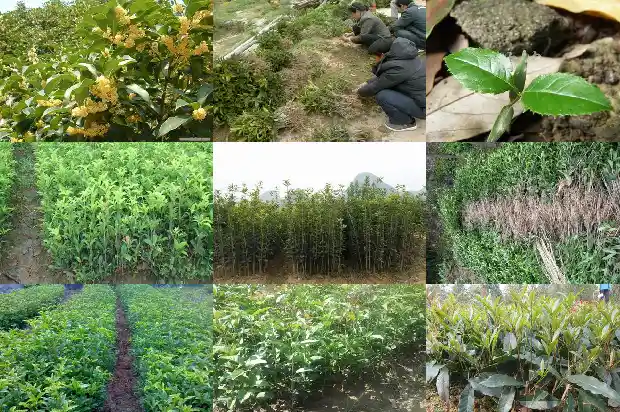桂花树行情最新消息新闻1690245711317