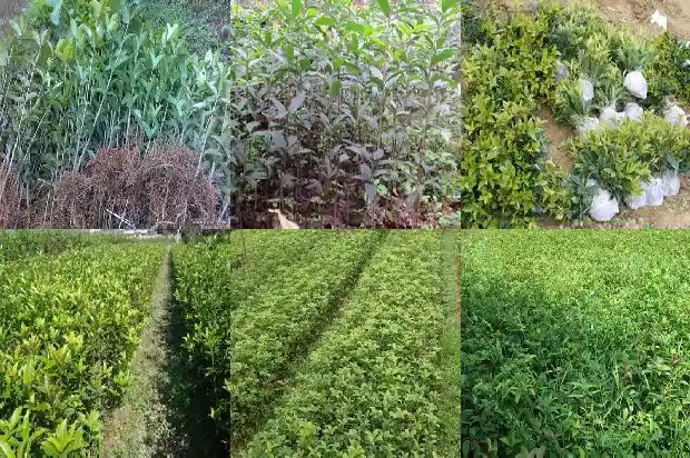 八月桂花种多久才开花1683682385650