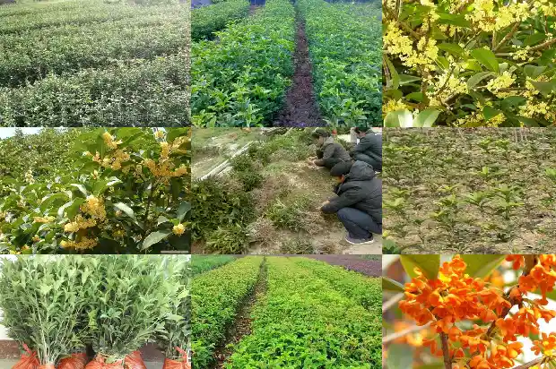 八月桂花种多久才开花1683682385746