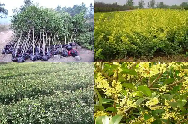 桂花八月开花吗1683682395477