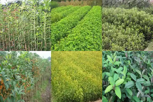 八月桂花树移栽后几年开花呢怎么回事1683682403142