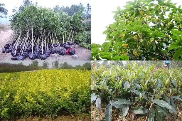 八月桂花树移栽后几年开花呢怎么回事1683682403189