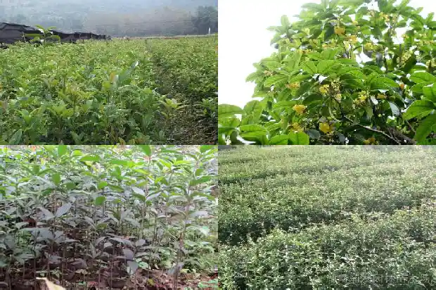 移栽的桂花树需要修剪吗1683682412983