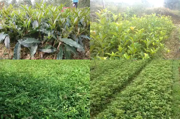 移栽的桂花树需要修剪吗1683682413078