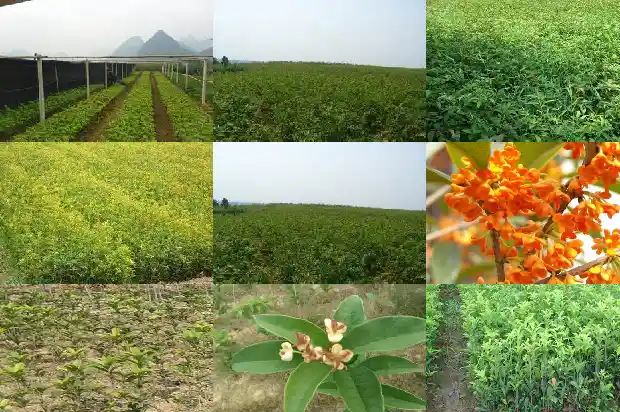买哪种桂花树好养活一点1688692202058
