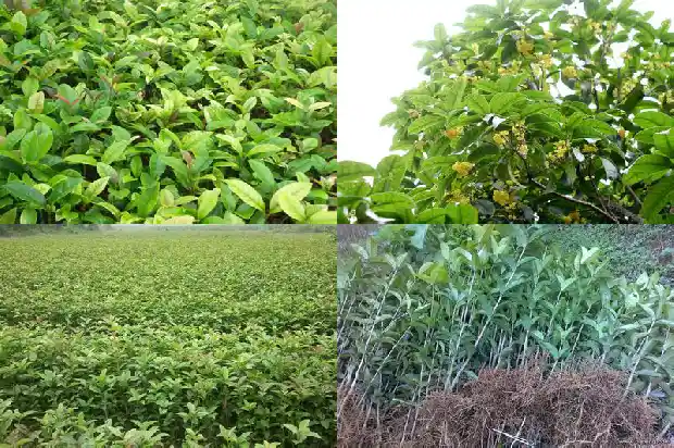 桂花树八月份能移栽吗北方1683682423496