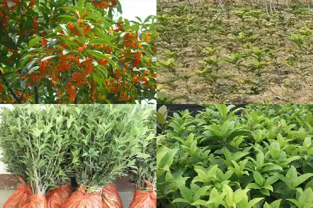 桂花树八月份能移栽吗北方1683682423544