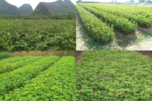 八月桂花树要多少年才开花呢1683682435790