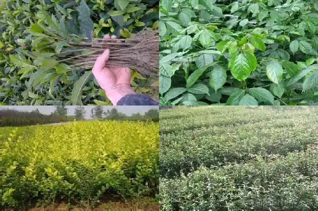 八月桂花树要多少年才开花呢1683682435837