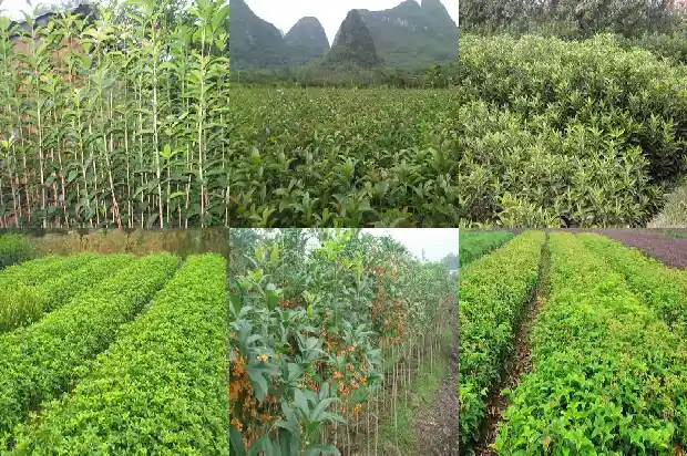 八月桂花树要多少年才开花呢1683682435885