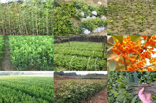 桂花树售价多少钱一棵呢1690591097583