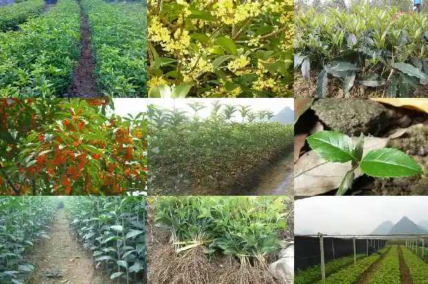 新栽的桂花树几年开花啊1683682455305
