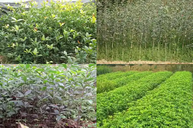 新栽的桂花树几年开花啊1683682455353