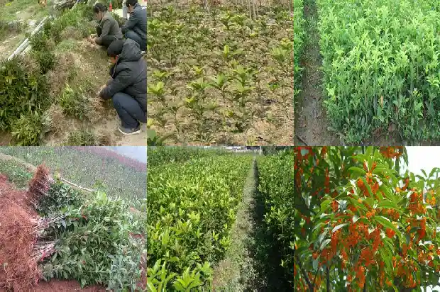新栽的桂花树几年开花啊1683682455401