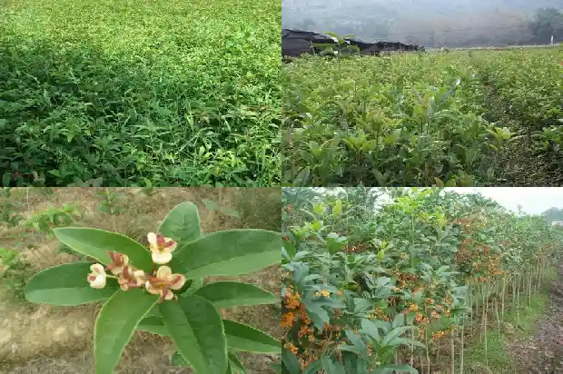 新栽的桂花树几年开花啊1683682455449