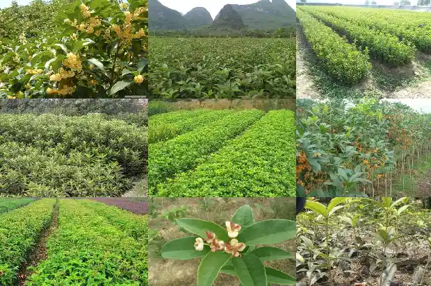 八月桂花树上结的果子有什么作用和功效呢1683682467671