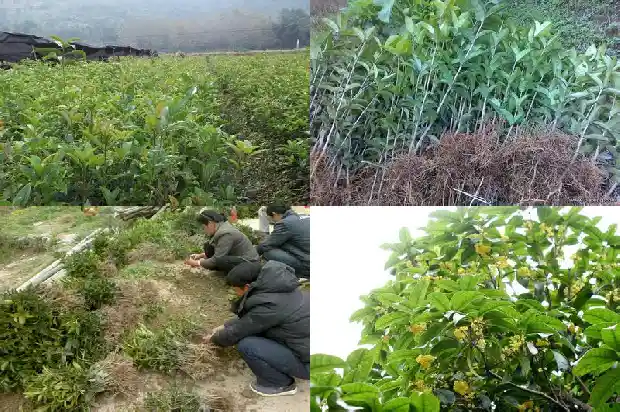 八月桂花树上结的果子有什么作用和功效呢1683682467718