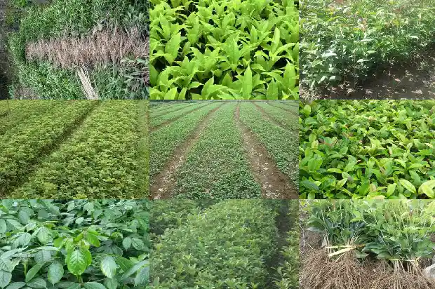 怎么辨别桂花树和其它树1688350965780