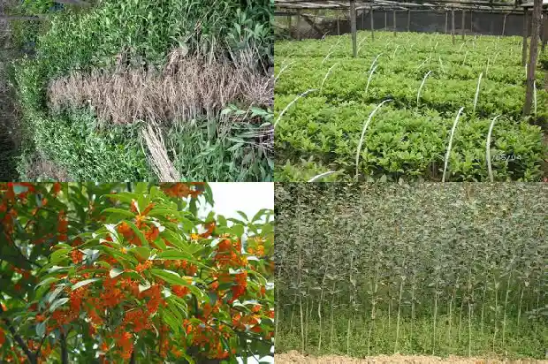 八月桂花结的子有什么药用价值1683682477801